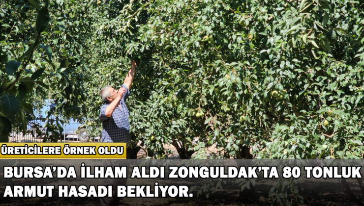 Bursa’da Görüp Zonguldak’ta Kurduğu Armut Bahçesinden 80 Tonluk Hasat Bekliyor