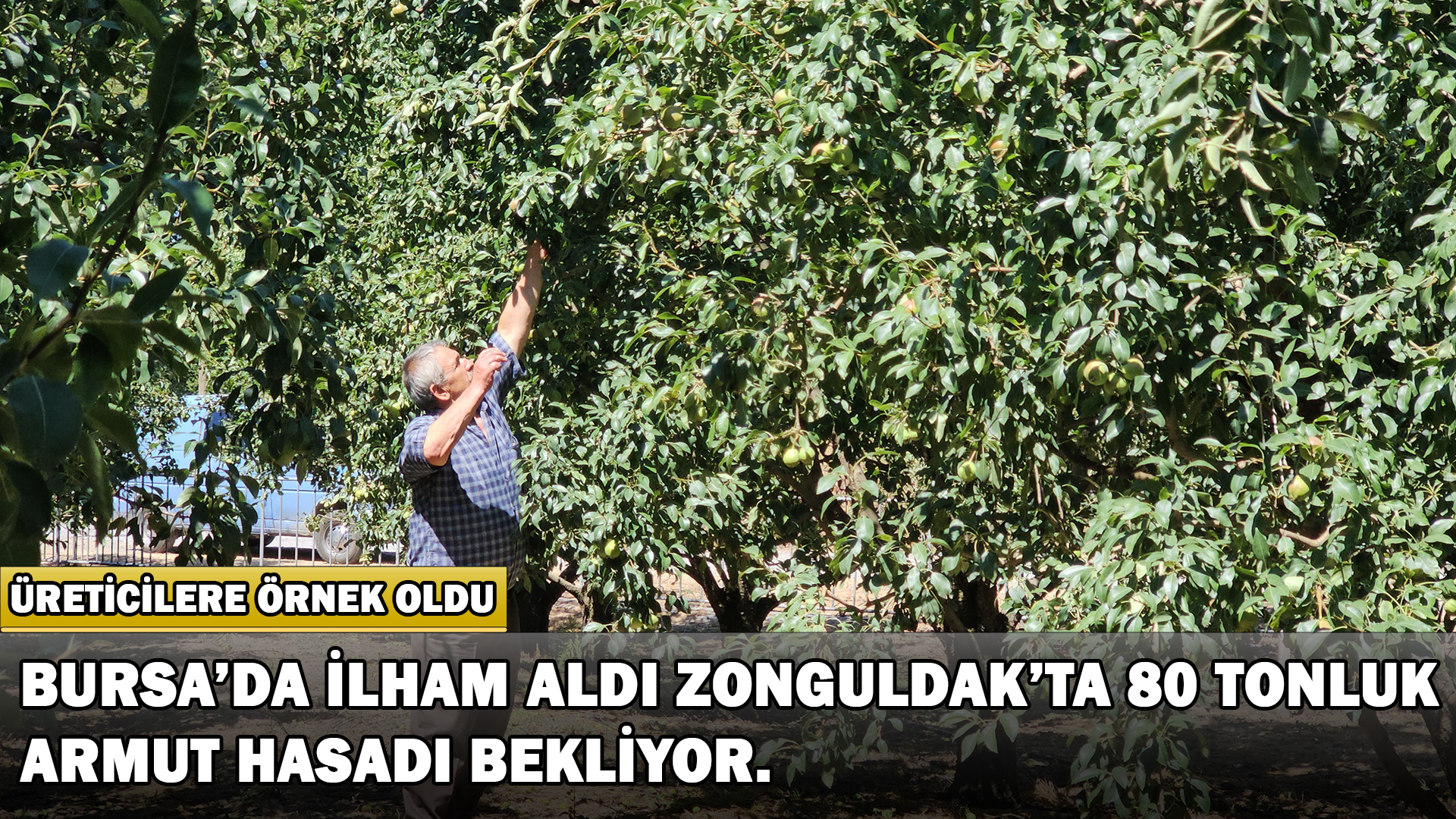 Bursa’da Görüp Zonguldak’ta Kurduğu Armut Bahçesinden 80 Tonluk Hasat Bekliyor