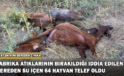 Fabrika Atıklarının Bırakıldığı İddia Edilen Dereden Su İçen 64 Hayvan Telef Oldu