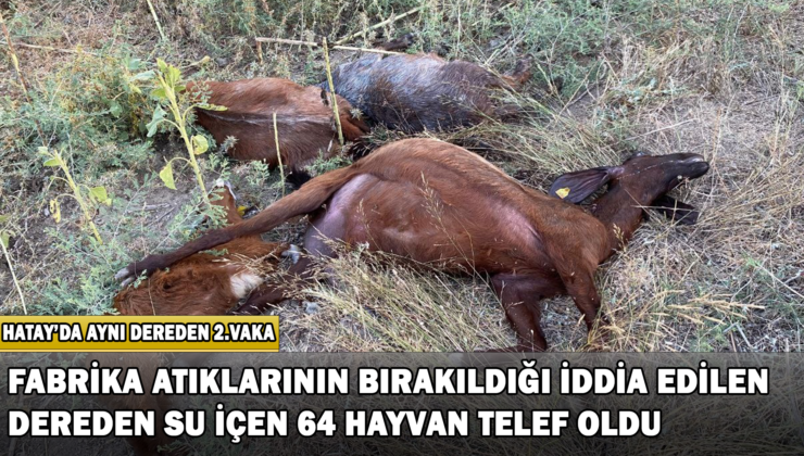 Fabrika Atıklarının Bırakıldığı İddia Edilen Dereden Su İçen 64 Hayvan Telef Oldu