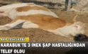 Karabük’te 3 İnek Şap Hastalığından Telef Oldu