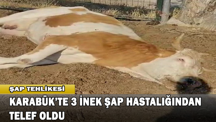 Karabük’te 3 İnek Şap Hastalığından Telef Oldu
