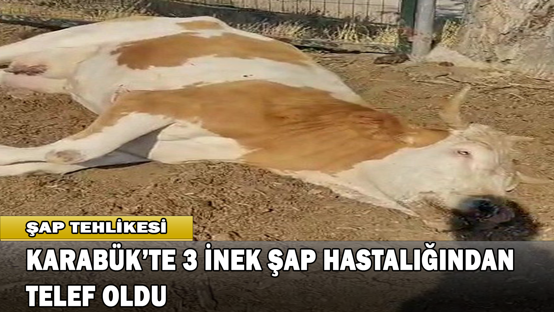 Karabük’te 3 İnek Şap Hastalığından Telef Oldu