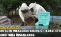 Arı Sütü İneklerde Kısırlığı Tedavi Etti, Şimdi Sıra İnsanlarda