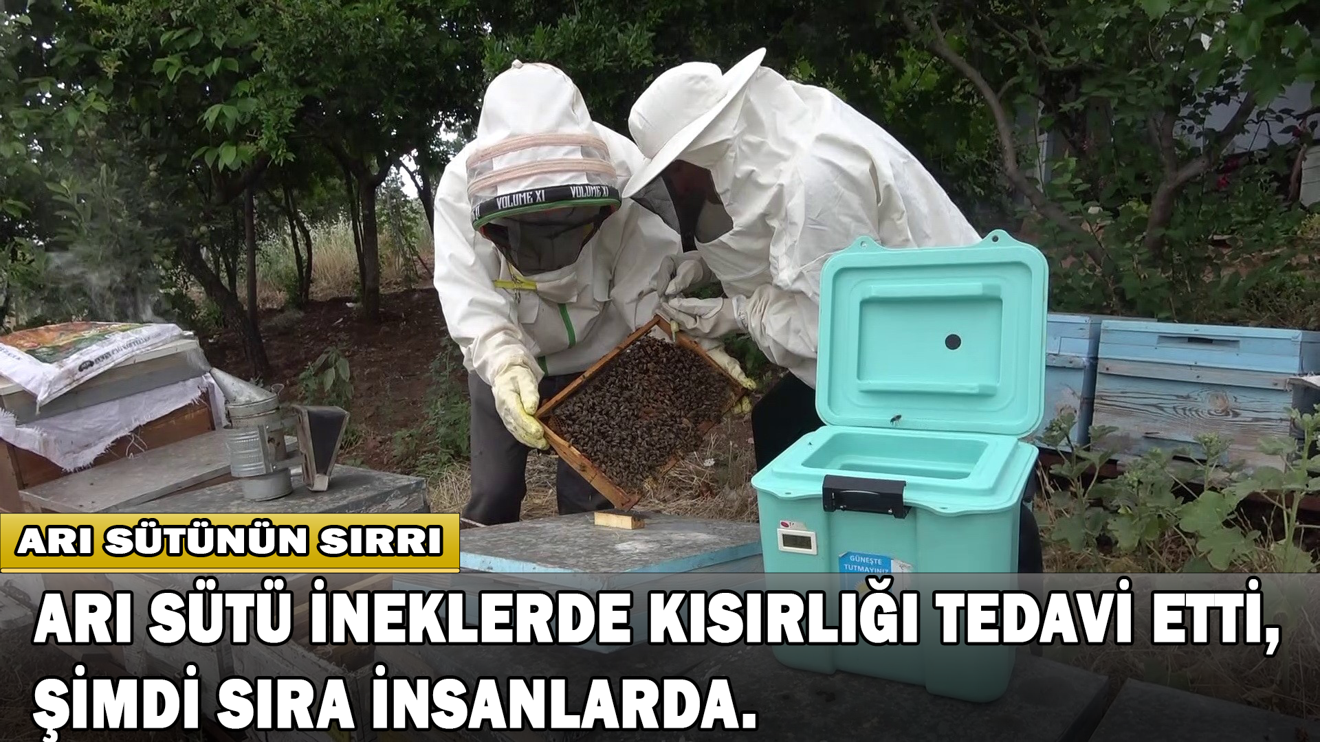 Arı Sütü İneklerde Kısırlığı Tedavi Etti, Şimdi Sıra İnsanlarda